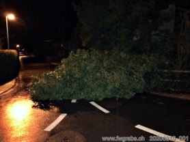 Baum über Strasse, 10.02.2020