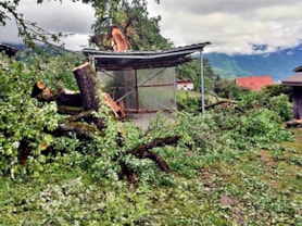 Baum über Unterstand 02.05.2020