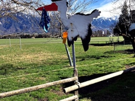 Storch für Elia Eggenberger 21.02.2019